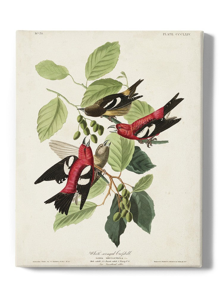 White-winged Crossbill Wall Art -John James Audubon Designs