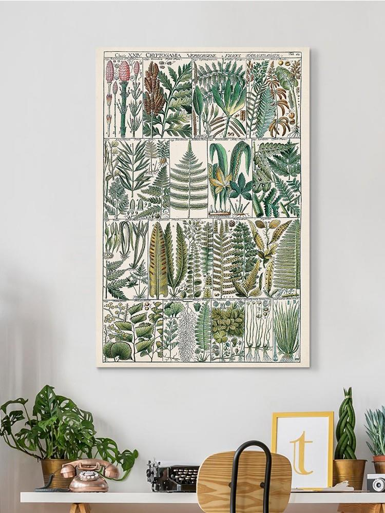 Fern Chart Wall Art -Vision Studio Designs