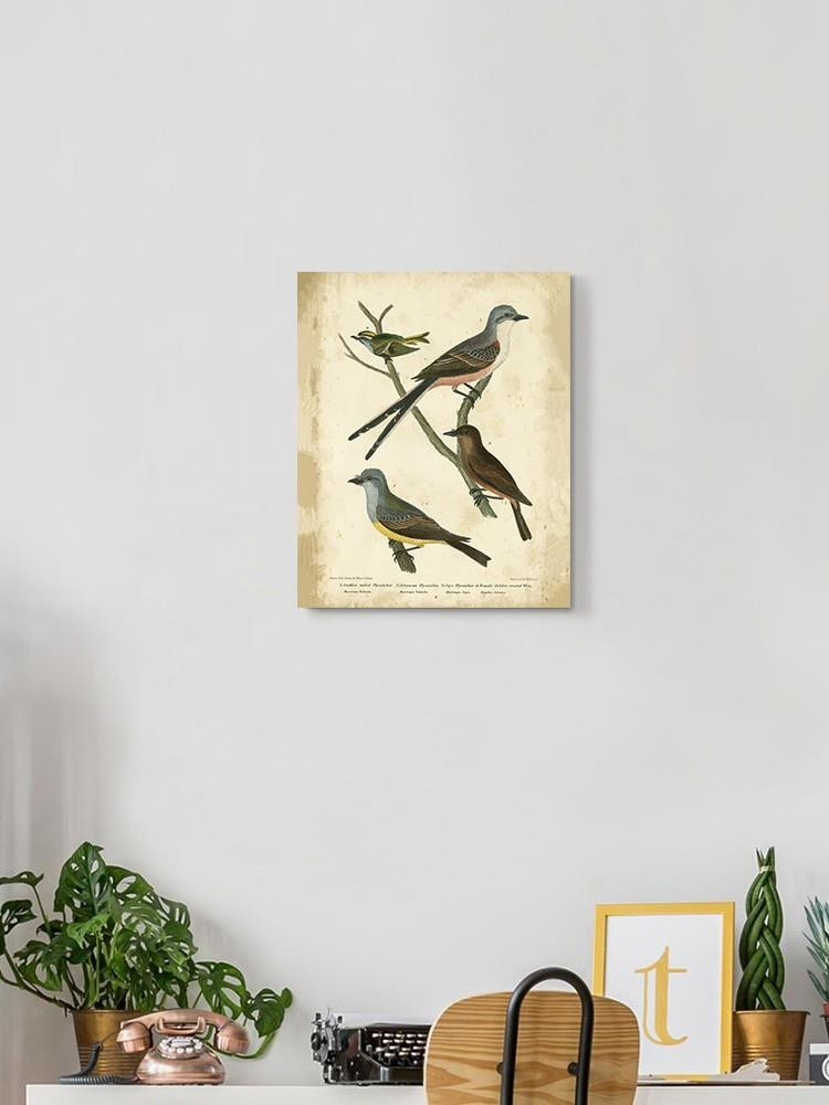 Wilsons Flycatcher Wall Art -Alexander Wilson Designs