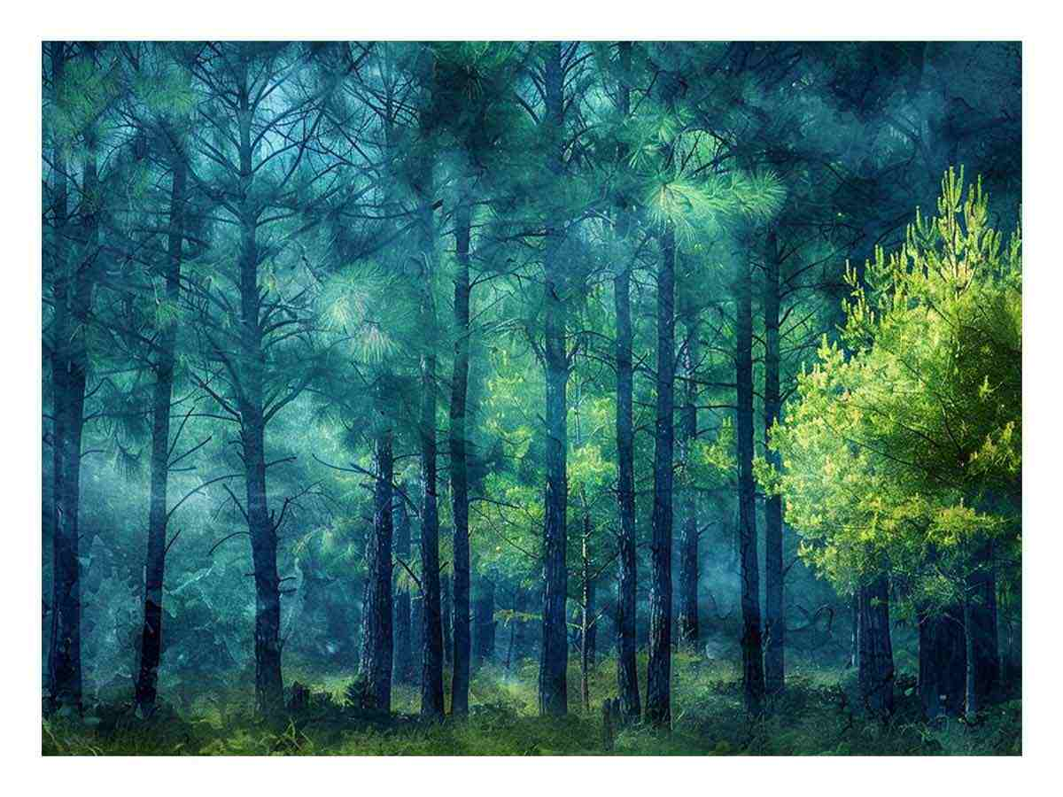 Pine Forest Canvas Wall Art – Premium Canvas Wall Art Nature