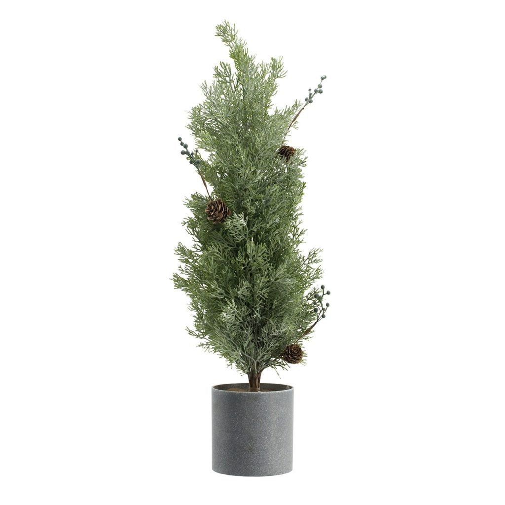 24' Pine Tree In Pot