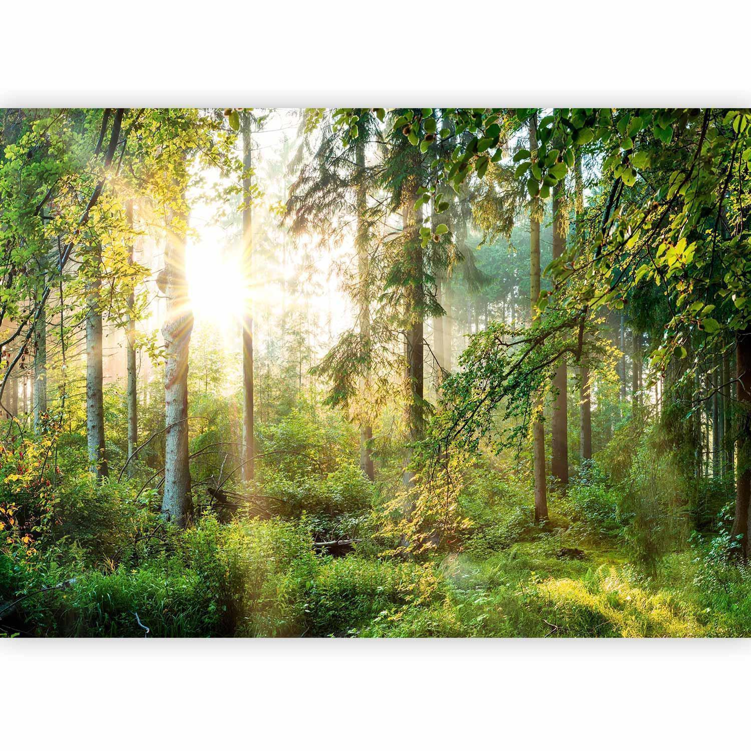 Untamed Nature Wall Mural Wallpaper – Sunrise Forest Scene with 3D Effect Illusion