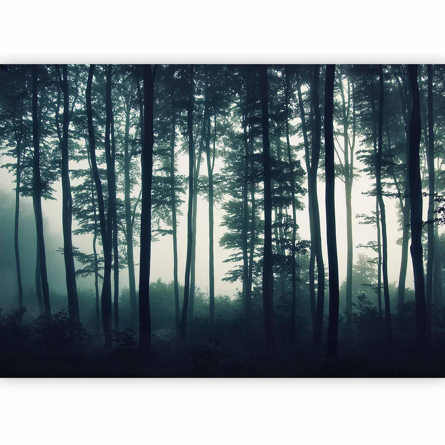 Dark Forest Wall Mural Wallpaper – Deep Woodland Scene with 3D Spatial Depth