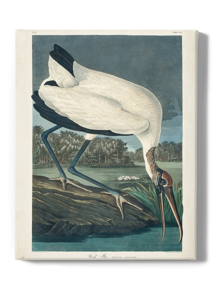 Wood Ibis Wall Art -John James Audubon Designs