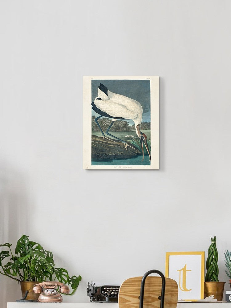 Wood Ibis Wall Art -John James Audubon Designs