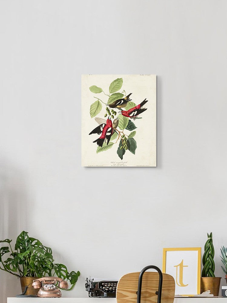 White-winged Crossbill Wall Art -John James Audubon Designs