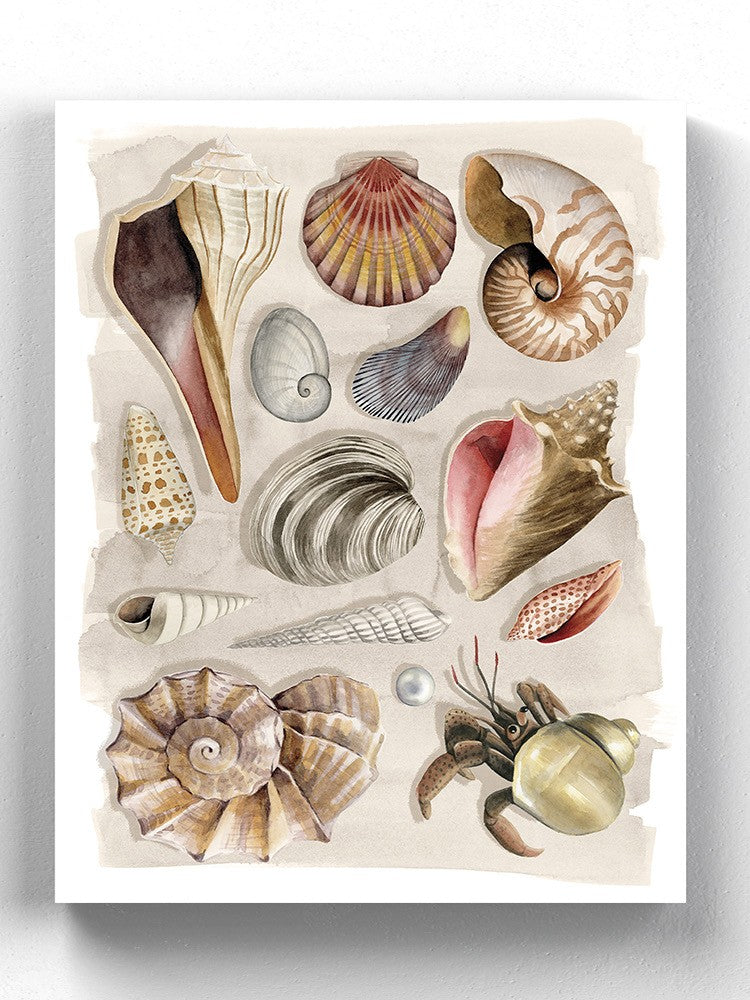 Ocean Shells Wall Art -Grace Popp Designs
