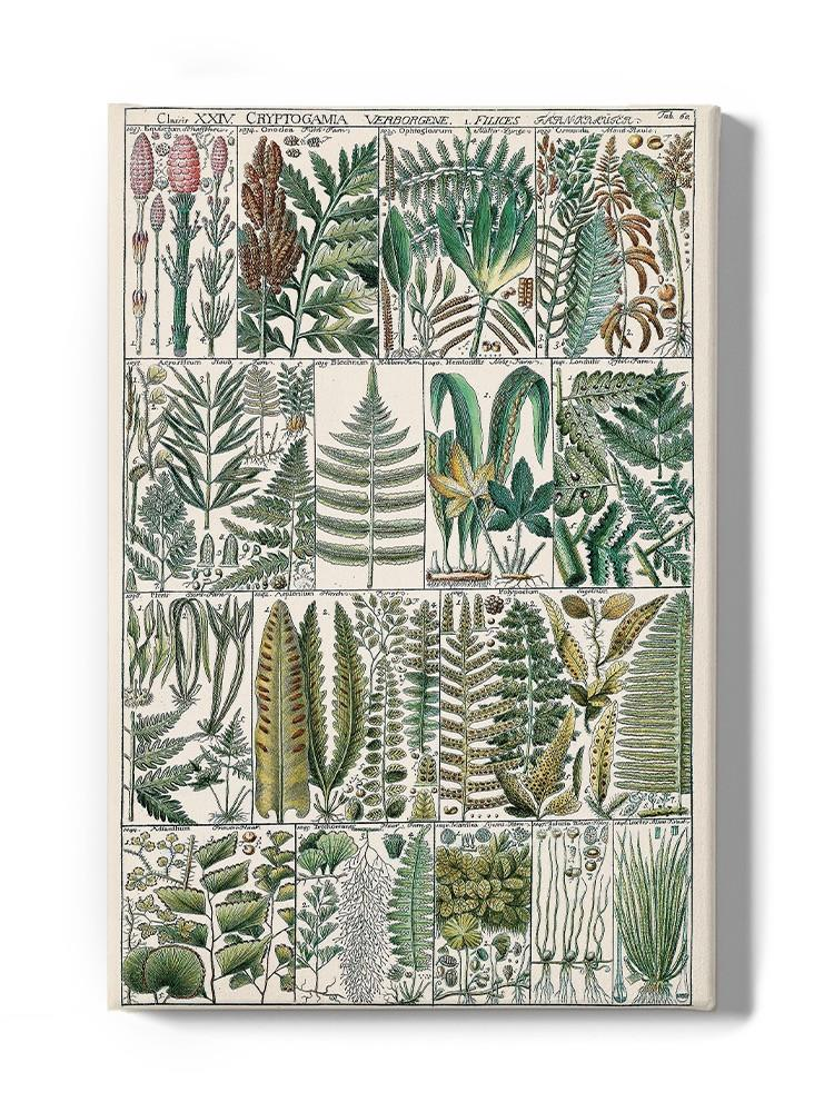 Fern Chart Wall Art -Vision Studio Designs