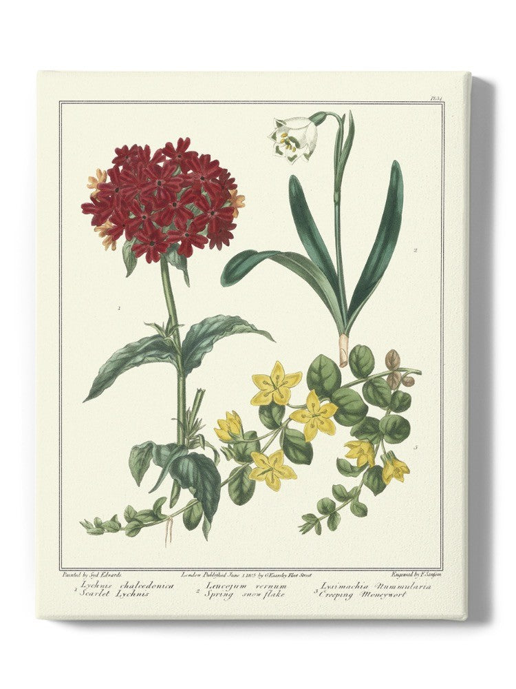 Spring Delight Wall Art -Sydenham Edwards Designs