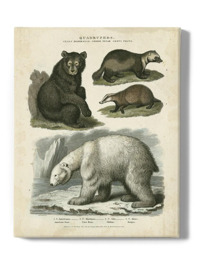 Brown Bearm. Polar Bear Wall Art -Sydenham Edwards Designs