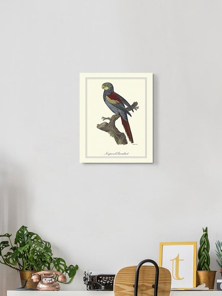 Nonpareil Parrakeet Wall Art -Sydenham Edwards Designs