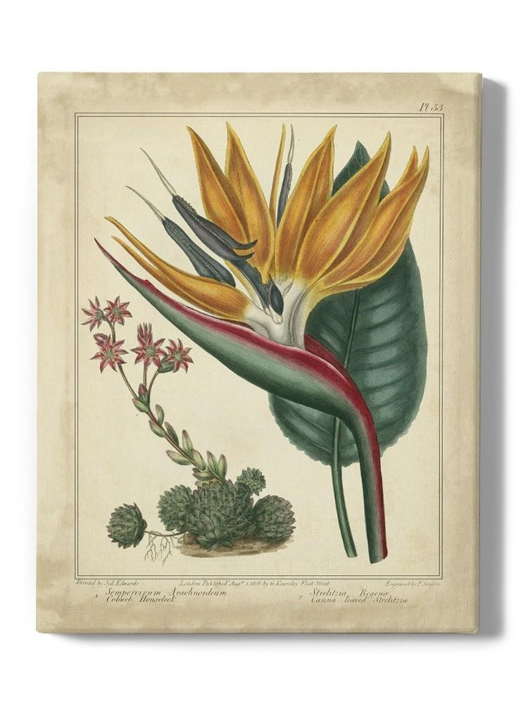 Golden Bird Of Paradise Wall Art -Sydenham Edwards Designs