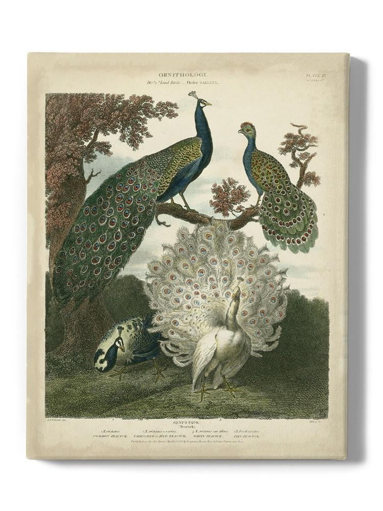 Peacock Gathering Wall Art -Sydenham Edwards Designs