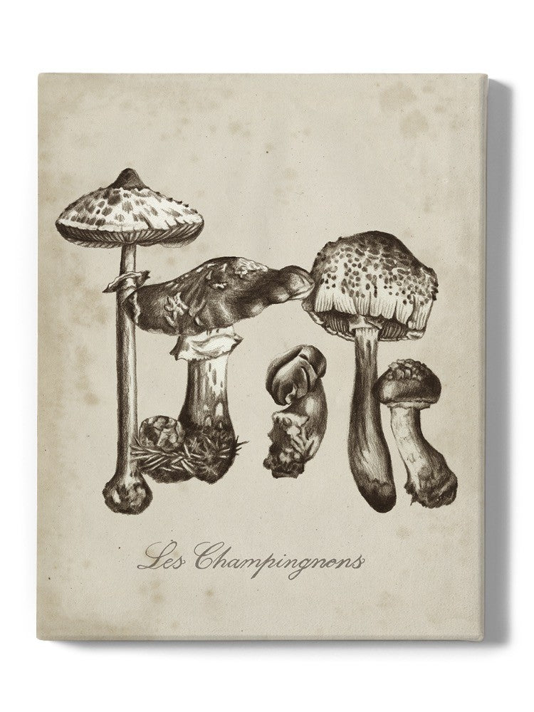 Les Champignons Wall Art -Naomi McCavitt Designs
