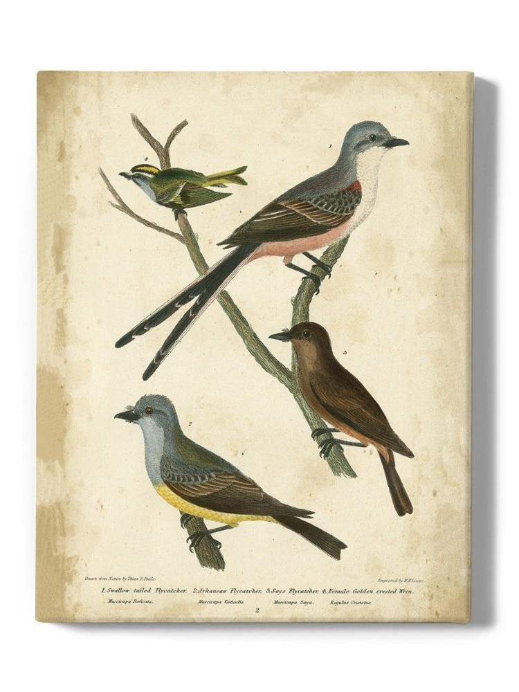 Wilsons Flycatcher  Wall Art -Alexander Wilson Designs
