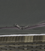 77500273