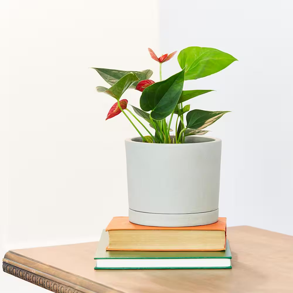 Italio Small 6.3 In. X 5.2 In. 1 Qt. Gray Concrete Indoor Planter