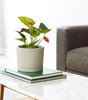 Italio Small 6.3 In. X 5.2 In. 1 Qt. Gray Concrete Indoor Planter
