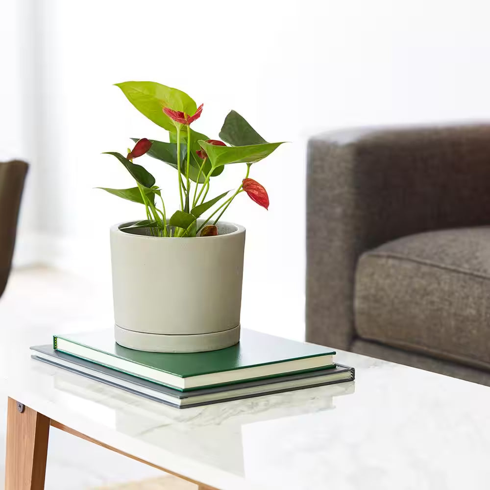 Italio Small 6.3 In. X 5.2 In. 1 Qt. Gray Concrete Indoor Planter