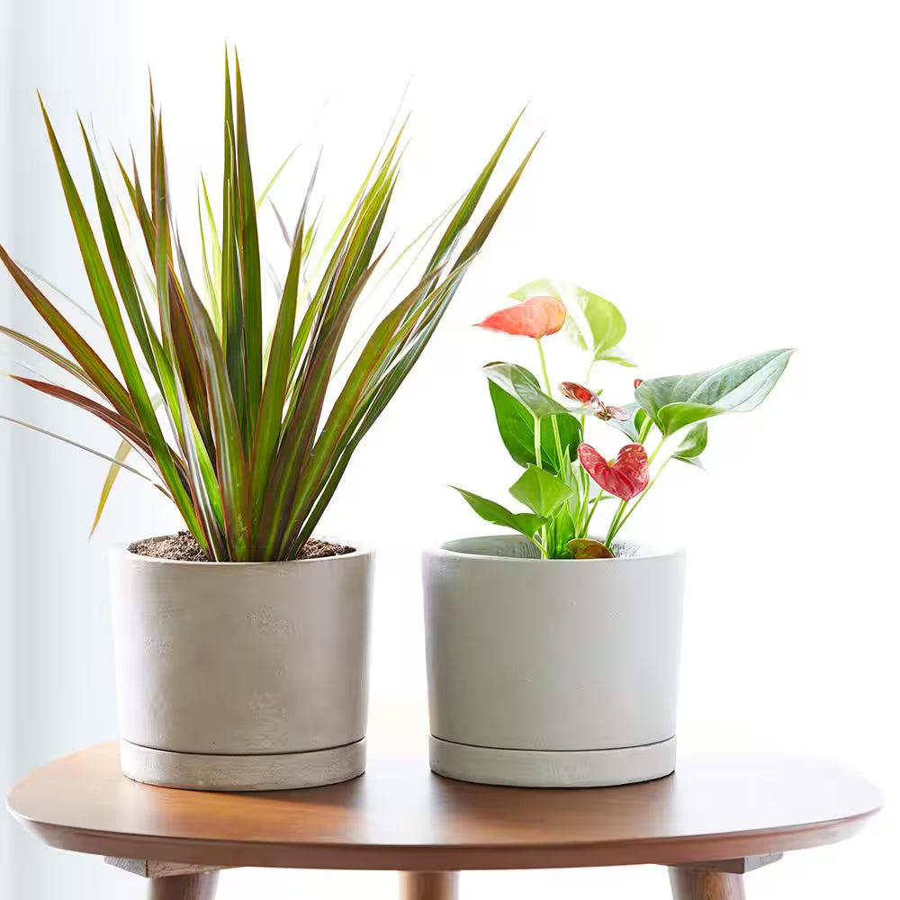 Italio Small 6.3 In. X 5.2 In. 1 Qt. Gray Concrete Indoor Planter