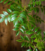 Large Artificial Ficus Tree Branch – Tall Tropical Banyan Faux Plant Leaves for Home & Garden Decor