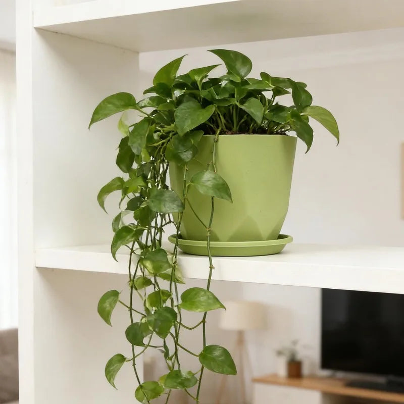 Self-Watering Desktop Flower Pot for Indoor Plants