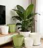 Self-Watering Desktop Flower Pot for Indoor Plants