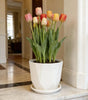 Self-Watering Desktop Flower Pot for Indoor Plants