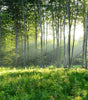 Custom Photo Wallpaper 3D Green Forest Nature Landscape Large Murals Living Room Sofa Bedroom Modern Wall Painting Home Decor