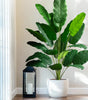 Large Artificial Bird of Paradise Plant Leaves – Real Touch Tropical Strelitzia Faux Greenery for Home & Garden Decor