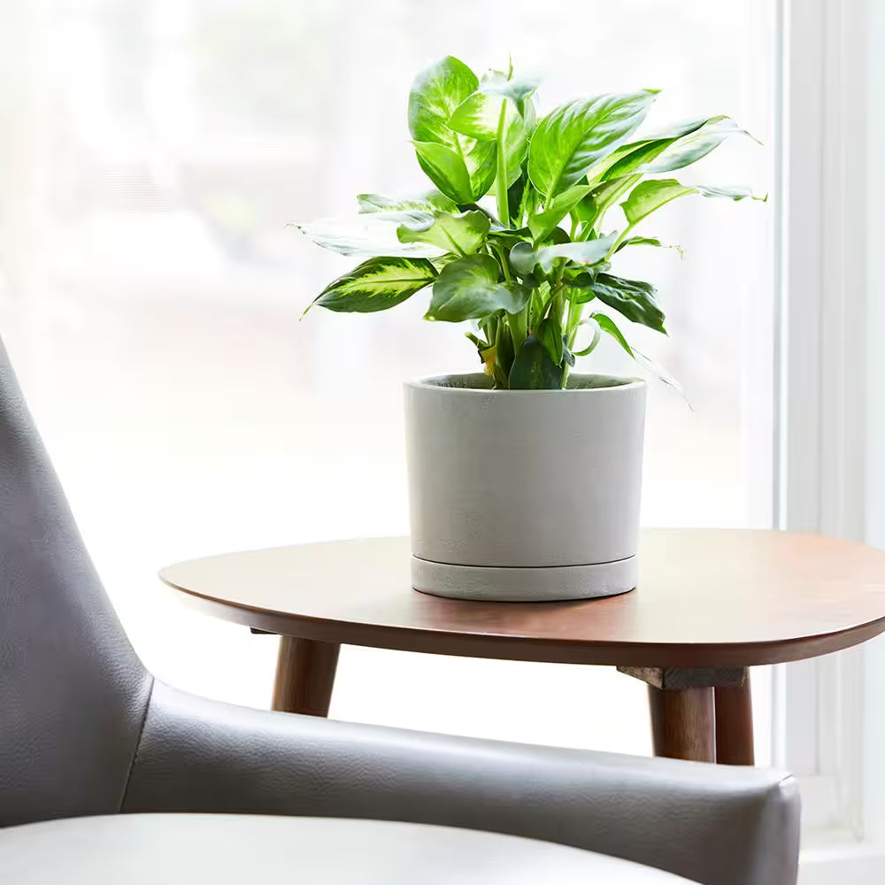 Italio Small 6.3 In. X 5.2 In. 1 Qt. Gray Concrete Indoor Planter