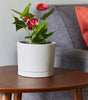 Italio Small 6.3 In. X 5.2 In. 1 Qt. Gray Concrete Indoor Planter