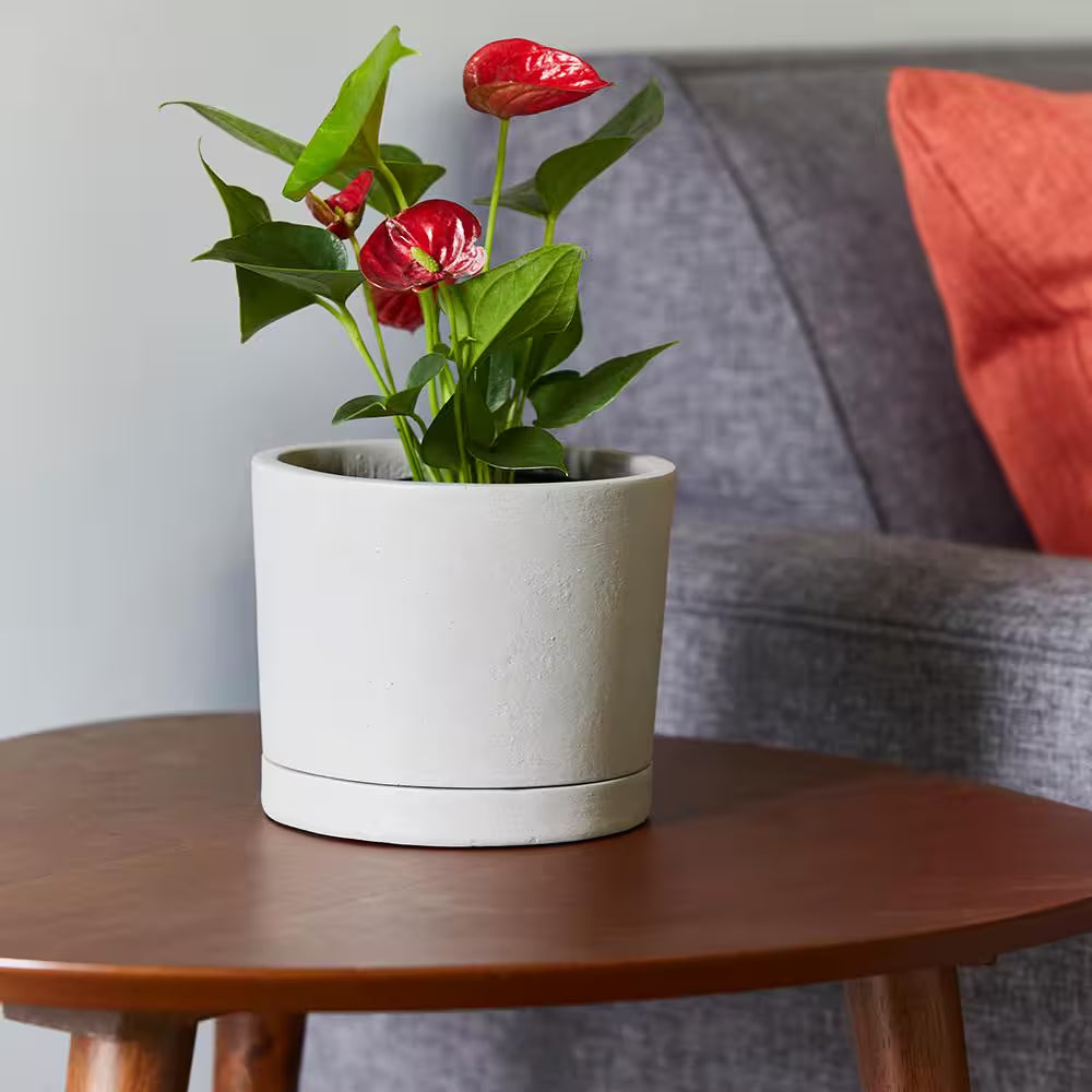 Italio Small 6.3 In. X 5.2 In. 1 Qt. Gray Concrete Indoor Planter